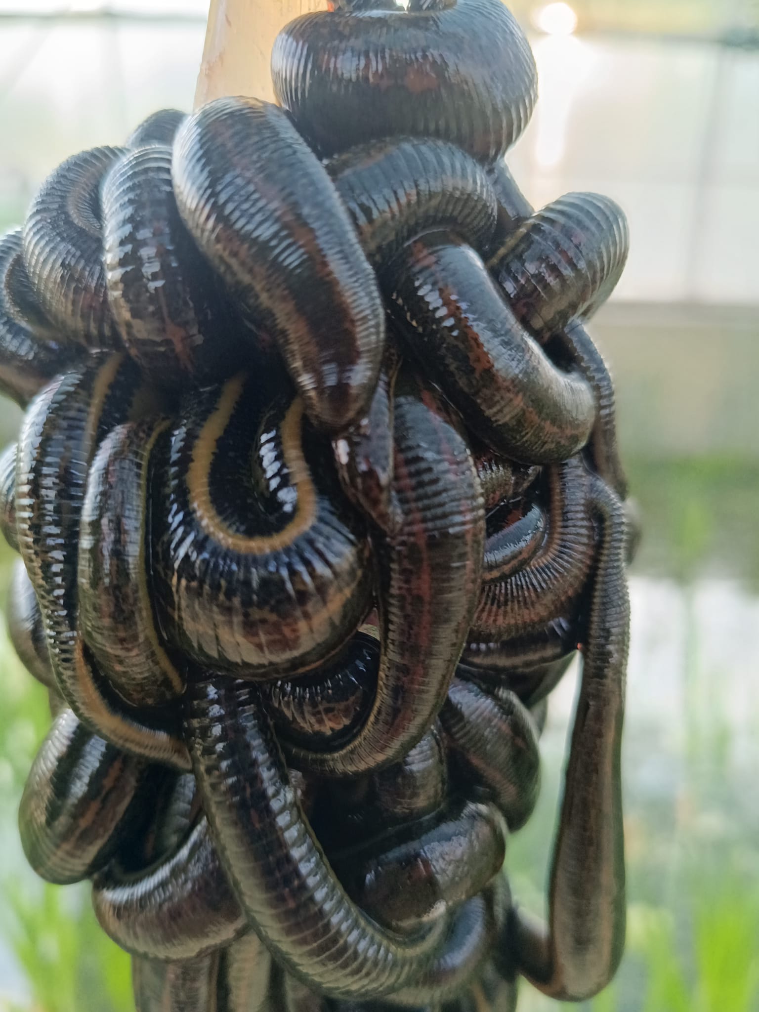 Canlı & Enerjik Sülük Yumağı