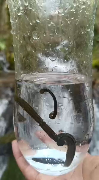Bolu Göynük Doğal Kaynak Suyu